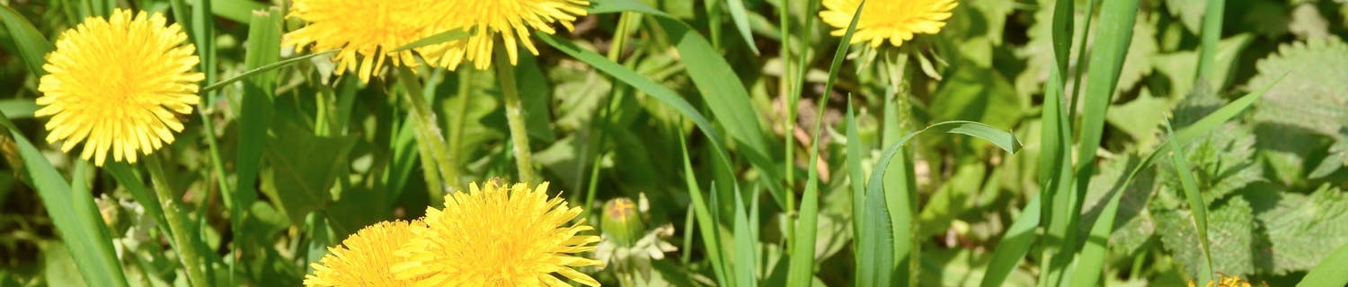 Maskrosor Bra saker med maskrosor